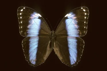 Morpho achilles macho