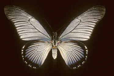 Papilio zalmoxis
