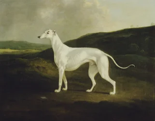 Un galgo en un paisaje
