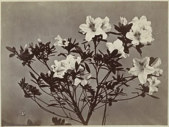 Bodegón de flores con lirios