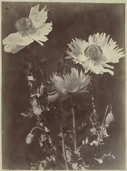 Bodegón de flores con amapolas