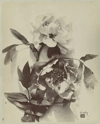 Bodegón de flores con peonías