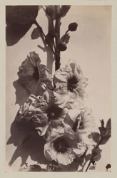 Bodegón de flores con malvarrosa