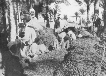 Recolección de dátiles en Gabes, c1913