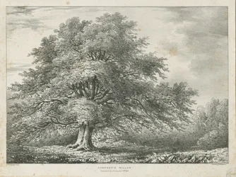 Lichfield - Árbol de Sauce de ["Dr. Johnson"], s.f. [1789-1850]