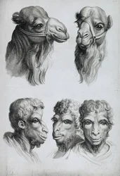 Semejanzas entre la cabeza de un camello y la de un hombre, de «Livre de portraiture pour ceux qui commencent à dessiner» de Le Brun