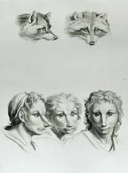 Similitudes entre la cabeza de un zorro y un hombre, de 