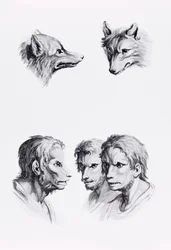 Similitudes entre la cabeza de un lobo y un hombre, de 