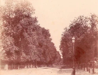 Alameda bordeada de árboles, 1850-53