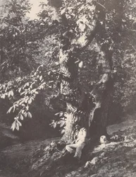 Hombre acostado al pie de un castaño, 1850-53
