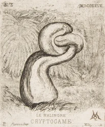 La pequeña criptogamia, 1860