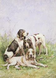 Un grupo de sabuesos franceses