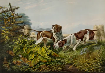 Deportes de Campo Americanos. "En un punto".