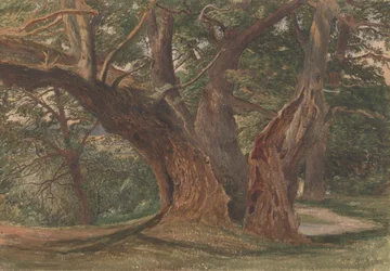Árboles en un paisaje