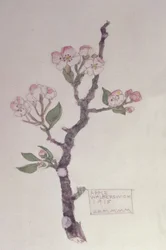 Manzana, Walberswick, 1915