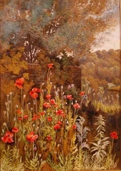 Amapolas en la Orilla del Río