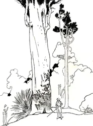 Un árbol de Kauri, 1912