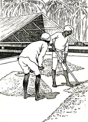 Secando el cacao, 1912