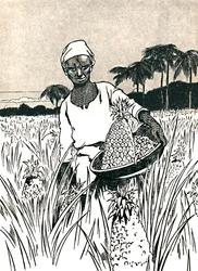 Recolección de piñas, 1912