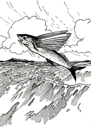El pez volador, 1912
