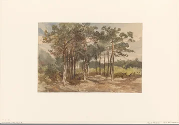 Grupo de árboles en el bosque cerca de Driebergen