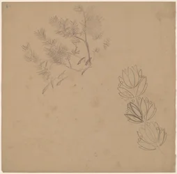 Estudio para un diseño de borde con un boceto de un árbol