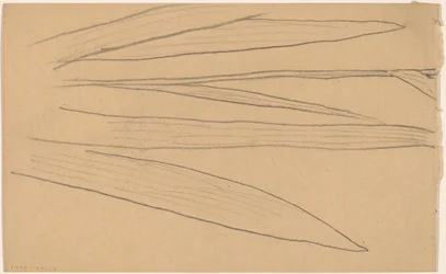 Estudio de una Flor [verso]