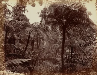Jardines de Hakgala, Nuwara Eliya