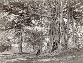 Un caballero sentado bajo un gran árbol nativo en Ceilán Británico, ahora llamado Sri Lanka, años 1880