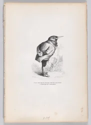 Viejo, roto, demacrado, caprichoso, pero bueno, pero dedicado, y doméstico por temperamento, ca. 1837-47