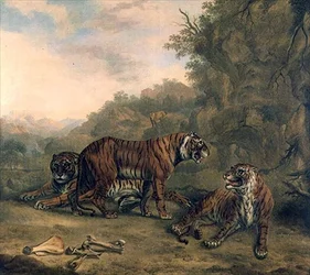 Tigres en un paisaje boscoso