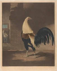 Pelea de gallos [una pareja]: 1. El gallo con plumas
