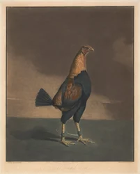 Pelea de gallos [una pareja]: 2. El gallo recortado