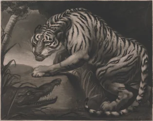 Tigre y cocodrilo
