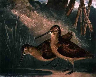 Becadas, lámina 4 de «British Feather Game», grabada por el artista, publicada por R. Ackermann, c. 1810