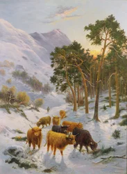 Ganado de las tierras altas en un paisaje invernal