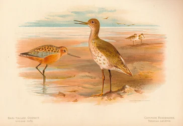Aguja colinegra Limosa rufa, Archibebe común Totanus, 1900