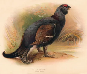 Urogallo negro Tetrau tetrix, 1900, 1900