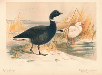 Ganso Brent Branta bernicla, Ganso de las Nieves Chen hyperboreus, 1900
