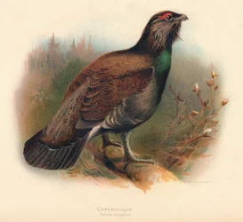 Urogallo Tetrao urogallus