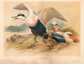 Eider Común Somateria mollissima, Eider de Steller Heniconnetta stelleri, Eider Real Somateria
