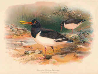 Ostrero común Haematopus ostralegus