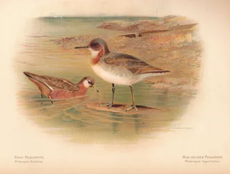 Falaropo gris Phalaropus fulicarius, falaropo de cuello rojo Phalaropus hyperboreus
