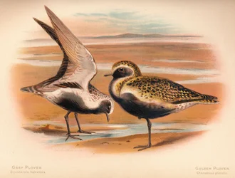 Chorlito gris Squatarola helvetica, Chorlito dorado Charadrius pluvialus
