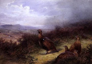 Urogallos en las Tierras Altas