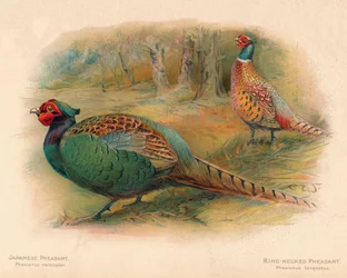 Faisán japonés Phasaianus versicolor, Faisán de cuello anillado Phasaianus torquatus, 1900, 190