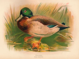 Ánade real Anas boschas, 1900, 1900