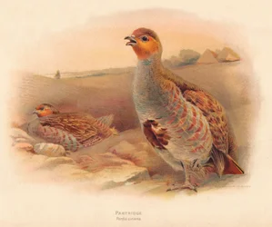 Perdiz Perdix cinerea, 1900
