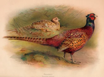 Faisán Phasianus colchicus, 1900