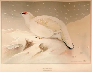 Lagópodo alpino Lagopus mutus, 1900
